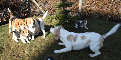 Beaglefamilie mit Welpen